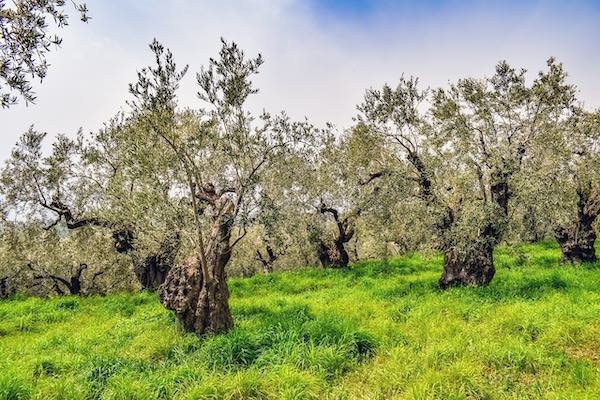 Trekking tra gli ulivi, fino alle degustazioni in frantoio