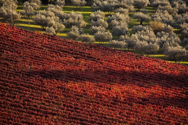 Turismo come volano dell'economia. Le Strade del Vino, dell'Olio e dei Sapori plaudono al Premier Draghi