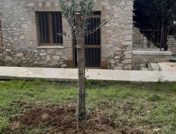 Per la Festa dell'Albero i più giovani mettono a dimora un ulivo