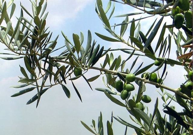 Un albero d'olivo e una targa per ricordare Alfredo Sforza