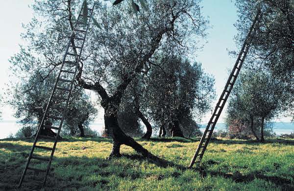 "L'Ulivo della Rinascita", primo passo verso l'Itinerario Oleoturistico tra Borghi, Poesia e Ulivi