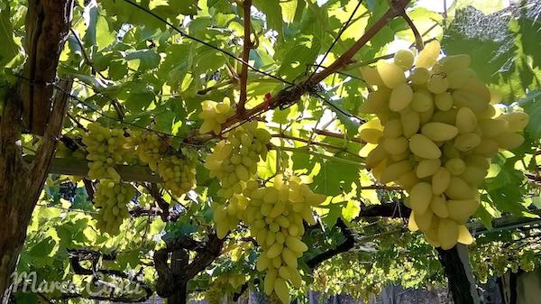 Ocm vino, prorogato il termine per la presentazione delle domande al bando investimenti