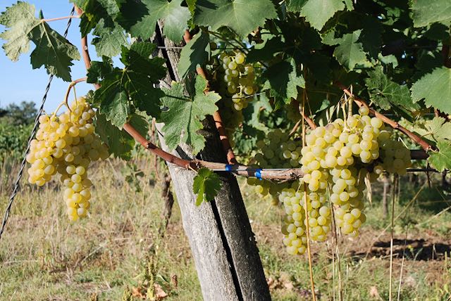 I Nocchianelli, antichi vitigni autoctoni, inseriti nel registro nazionale delle varietà