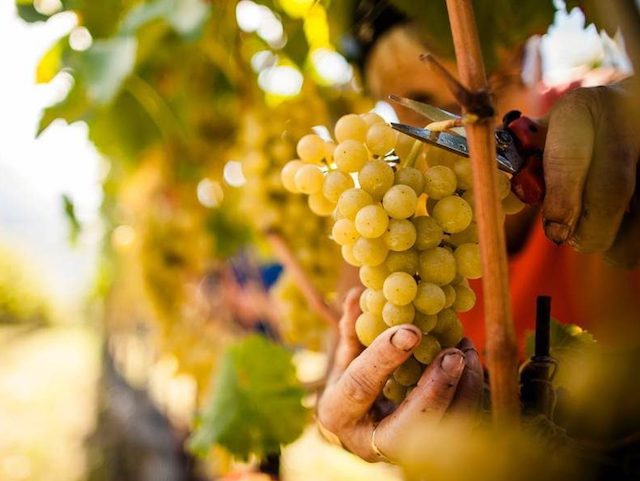 Vendemmia 2017, Umbria e Lazio ai minimi storici