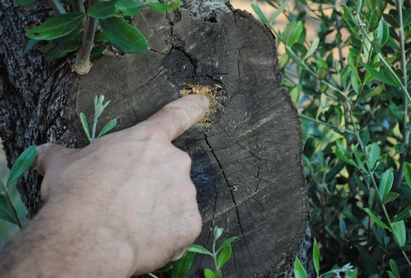 Xylella, la Camera approva il documento conclusivo dell'indagine conoscitiva