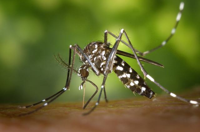 Misure preventive contro le zanzare, in vigore fino al 31 ottobre l'ordinanza