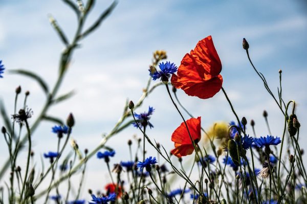 "La biodiversità ha bisogno di aiuto, l'agricoltura bio scende in campo"
