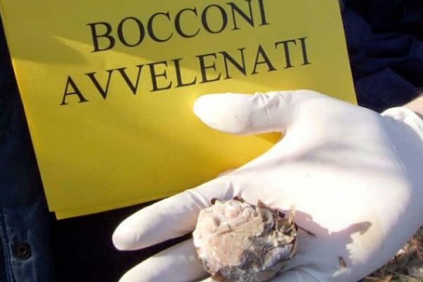 Il Comune mette in guardia: "Bocconi avvelenati nella zona di vocabolo Colonna"