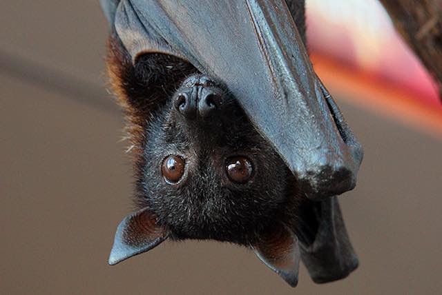 Pipistrello In Casa Porta Bene O Male