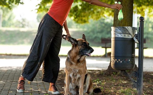 Decoro urbano, scatta l'ordinanza del sindaco sulle deiezioni dei cani 