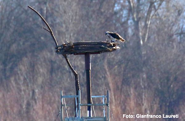 L'Oasi WWF del Lago di Alviano accoglie il Progetto Falco Pescatore, una storia di sopravvivenza e speranza