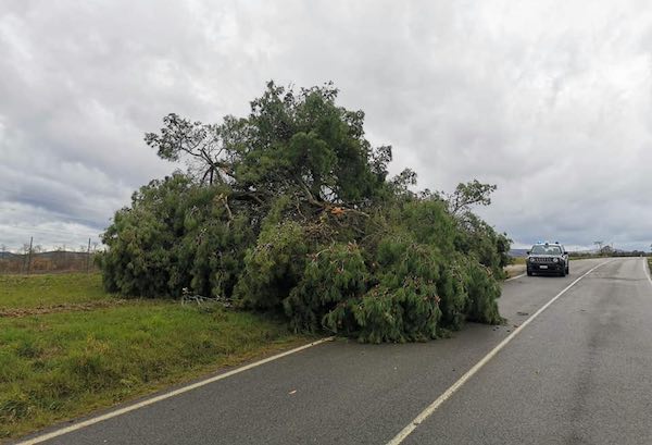 Temporaneamente chiusa la Provinciale 58 per la rimozione di un albero crollato