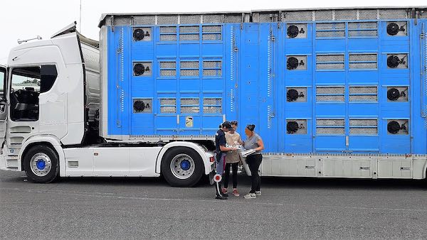 Polstrada in campo per garantire il rispetto delle norme che tutelano il trasporto di animali vivi