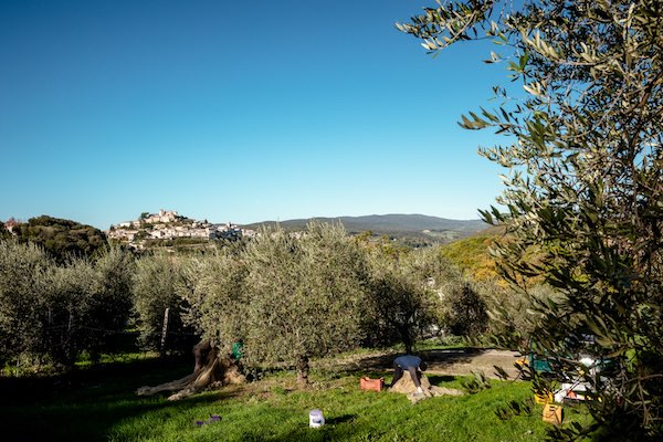 "Brunch tour e musica tra gli ulivi" per Frantoi Aperti in Umbria
