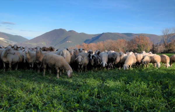 "Le nuove sfide dell'allevamento ovino tra tradizione, innovazione e sostenibilità"