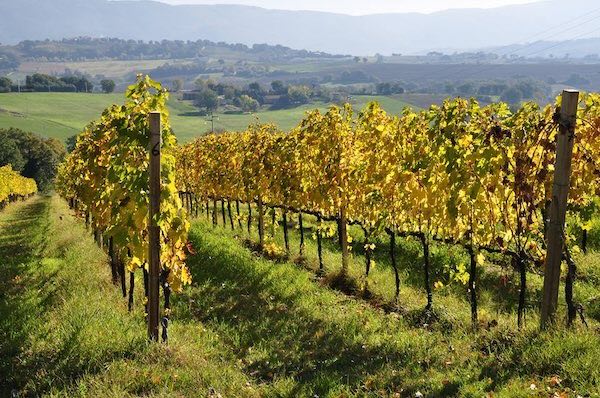 "Notti del Vino", a Todi sfilano le cantine della Doc