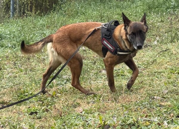 Controlli nei Giardini Pubblici, nessuna sostanza pericolosa rilevata dopo la bonifica