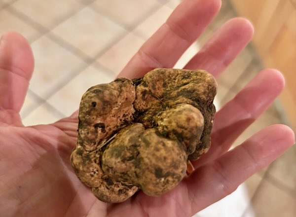 Trovato un tartufo bianchetto da record nei boschi del Monte Peglia