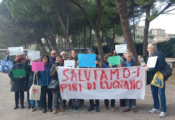 Sit-in di protesta contro l'abbattimento di 73 pini, richiesti interventi alternativi