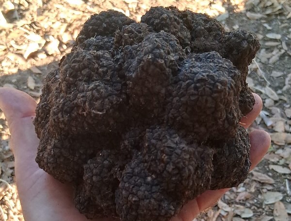Trovato un tartufo del peso di quasi 8 etti nelle campagne alleronesi