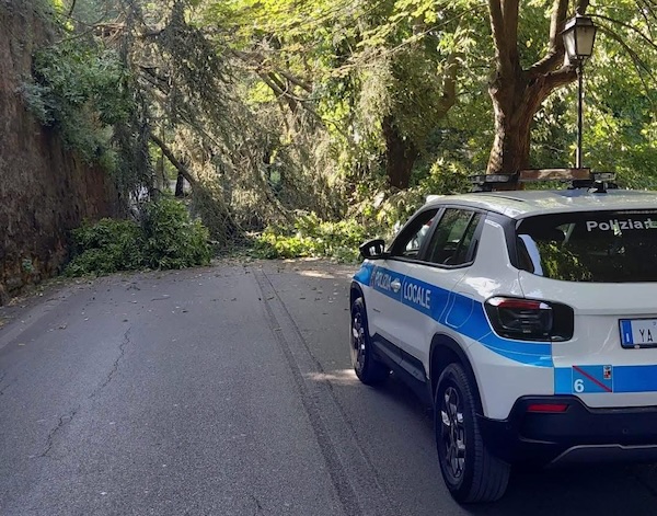 Cade un albero, temporaneamente chiusa al traffico la Strada delle Conce 